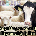 Türkiye Geneli Büyükbaş ve Küçükbaş Hayvancılığı İş İlanları