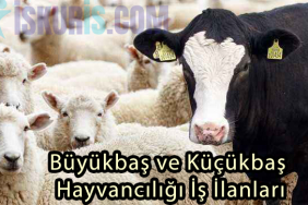 Büyükbaş ve Küçükbaş Hayvancılığı İş İlanları