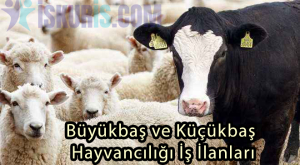 Türkiye Geneli Büyükbaş ve Küçükbaş Hayvancılığı İş İlanları