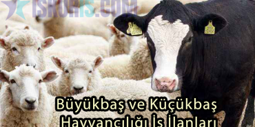 Büyükbaş ve Küçükbaş Hayvancılığı İş İlanları