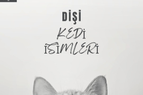 DİŞİ KEDİ İSİMLERİ
