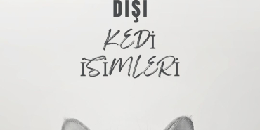 DİŞİ KEDİ İSİMLERİ