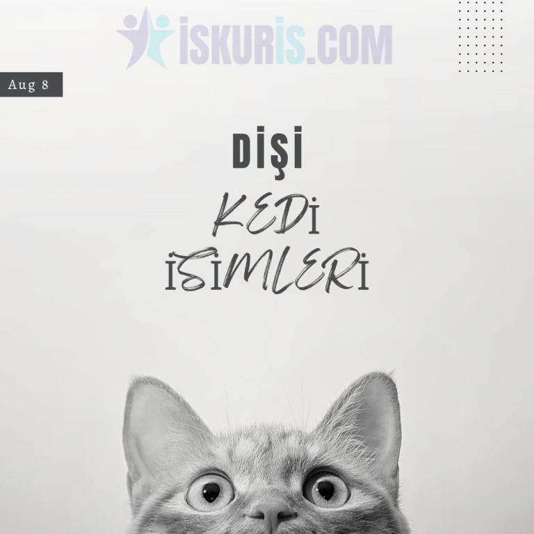 Dişi Kedi İsimleri – En Güzel Kedi İsimi