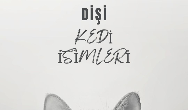 DİŞİ KEDİ İSİMLERİ