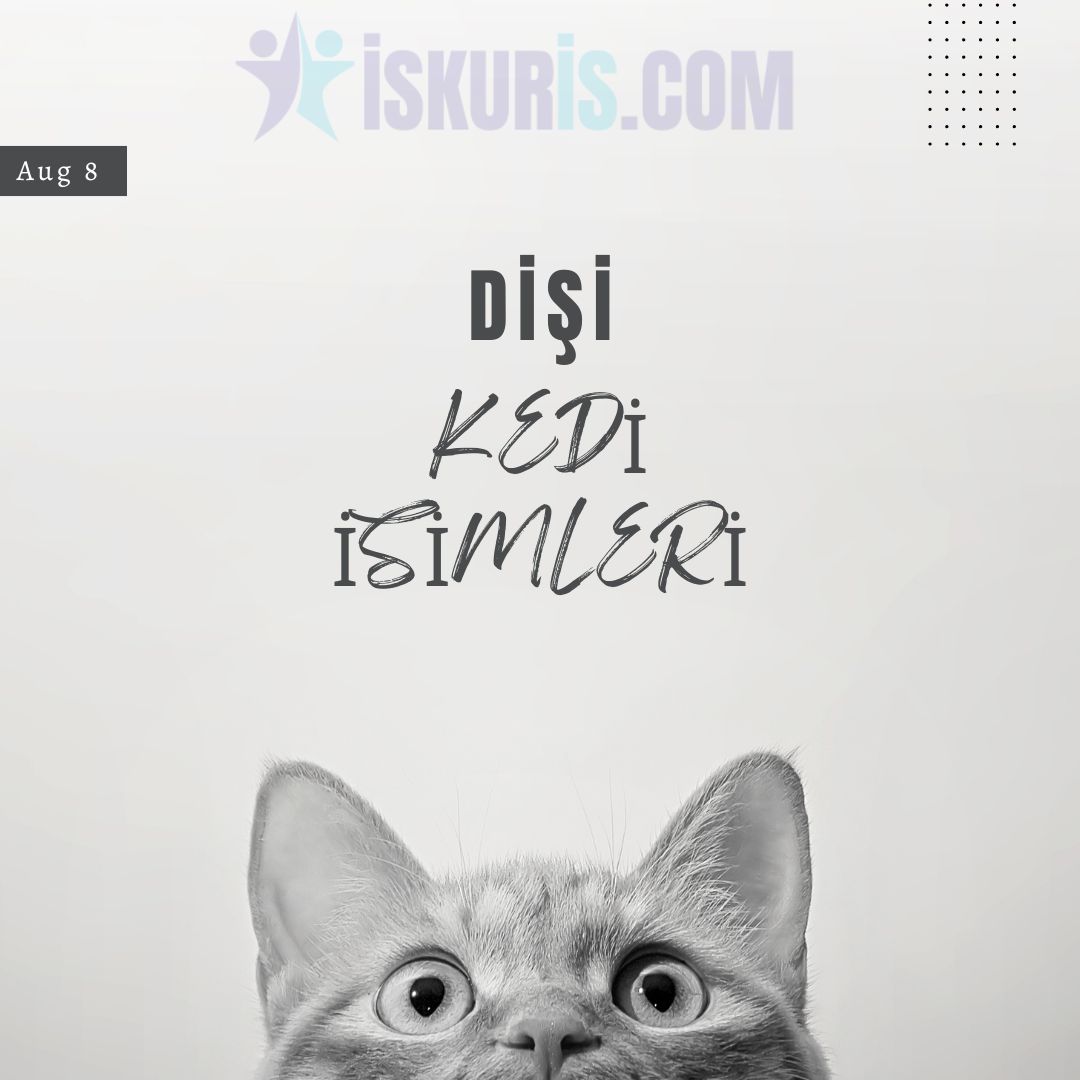 Dişi Kedi İsimleri – En Güzel Kedi İsimi
